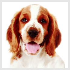 Welsh springer spaniel